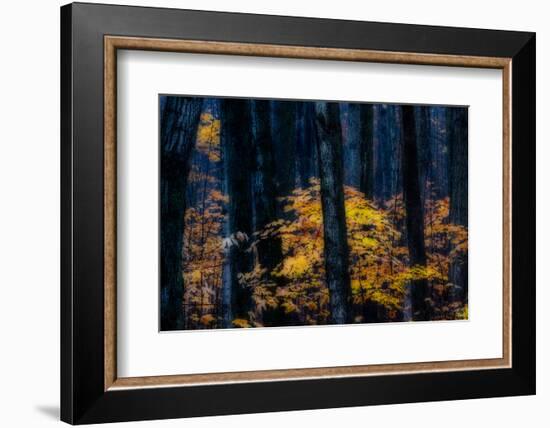 Canada, Ontario. Autumn Abstract of Forest-Bill Young-Framed Photographic Print