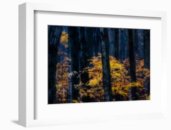 Canada, Ontario. Autumn Abstract of Forest-Bill Young-Framed Photographic Print