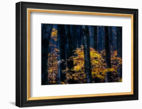 Canada, Ontario. Autumn Abstract of Forest-Bill Young-Framed Photographic Print