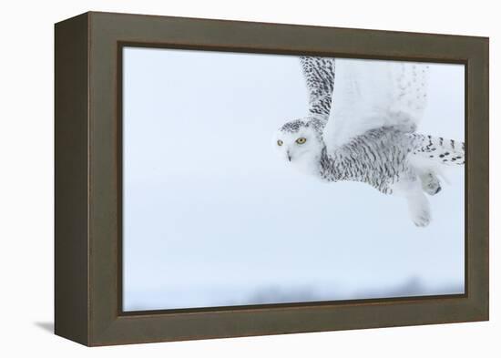Canada, Ontario, Barrie. Close-Up of Snowy Owl in Flight-Jaynes Gallery-Framed Premier Image Canvas