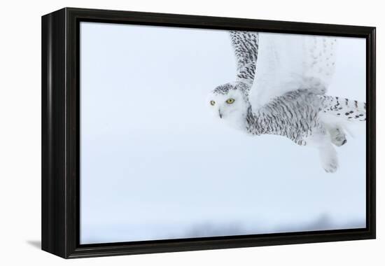 Canada, Ontario, Barrie. Close-Up of Snowy Owl in Flight-Jaynes Gallery-Framed Premier Image Canvas