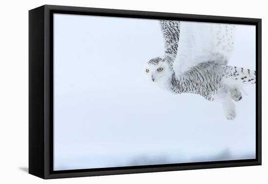 Canada, Ontario, Barrie. Close-Up of Snowy Owl in Flight-Jaynes Gallery-Framed Premier Image Canvas