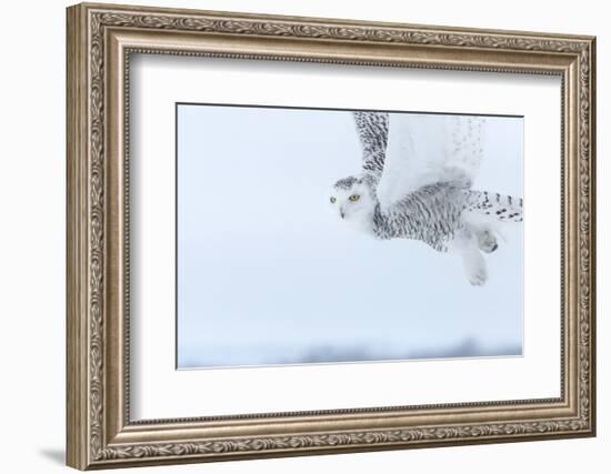 Canada, Ontario, Barrie. Close-Up of Snowy Owl in Flight-Jaynes Gallery-Framed Photographic Print