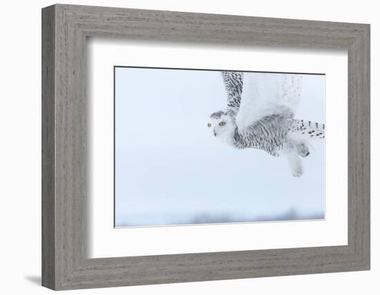 Canada, Ontario, Barrie. Close-Up of Snowy Owl in Flight-Jaynes Gallery-Framed Photographic Print