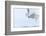 Canada, Ontario, Barrie. Close-Up of Snowy Owl in Flight-Jaynes Gallery-Framed Photographic Print