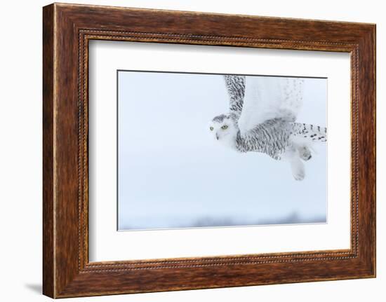 Canada, Ontario, Barrie. Close-Up of Snowy Owl in Flight-Jaynes Gallery-Framed Photographic Print