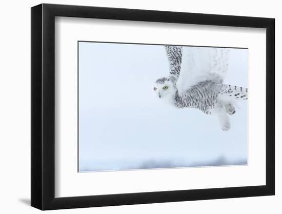 Canada, Ontario, Barrie. Close-Up of Snowy Owl in Flight-Jaynes Gallery-Framed Photographic Print