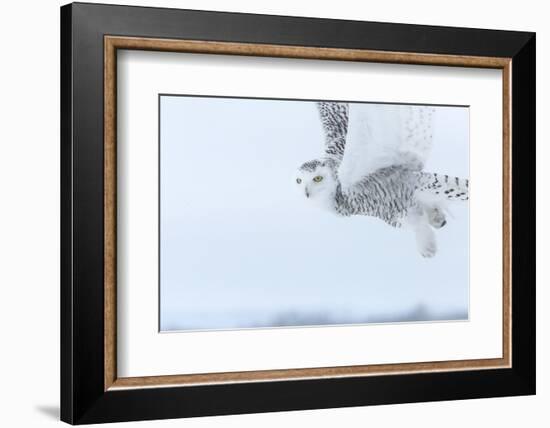 Canada, Ontario, Barrie. Close-Up of Snowy Owl in Flight-Jaynes Gallery-Framed Photographic Print