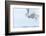 Canada, Ontario, Barrie. Close-Up of Snowy Owl in Flight-Jaynes Gallery-Framed Photographic Print