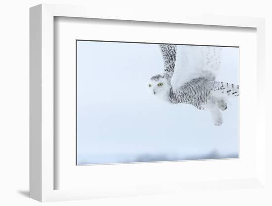 Canada, Ontario, Barrie. Close-Up of Snowy Owl in Flight-Jaynes Gallery-Framed Photographic Print