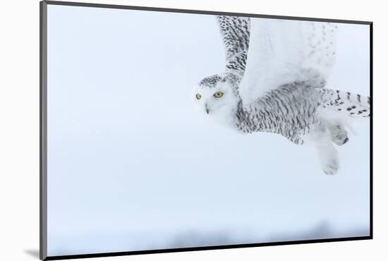 Canada, Ontario, Barrie. Close-Up of Snowy Owl in Flight-Jaynes Gallery-Mounted Photographic Print