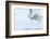 Canada, Ontario, Barrie. Close-Up of Snowy Owl in Flight-Jaynes Gallery-Framed Photographic Print