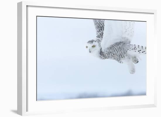 Canada, Ontario, Barrie. Close-Up of Snowy Owl in Flight-Jaynes Gallery-Framed Photographic Print