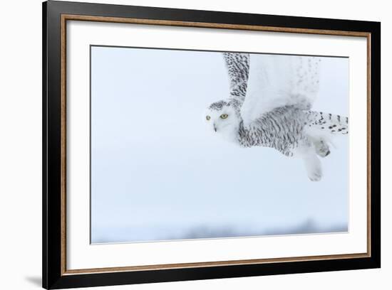 Canada, Ontario, Barrie. Close-Up of Snowy Owl in Flight-Jaynes Gallery-Framed Photographic Print