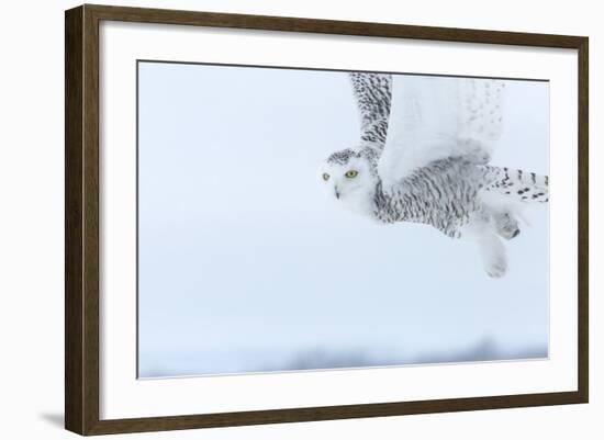 Canada, Ontario, Barrie. Close-Up of Snowy Owl in Flight-Jaynes Gallery-Framed Photographic Print