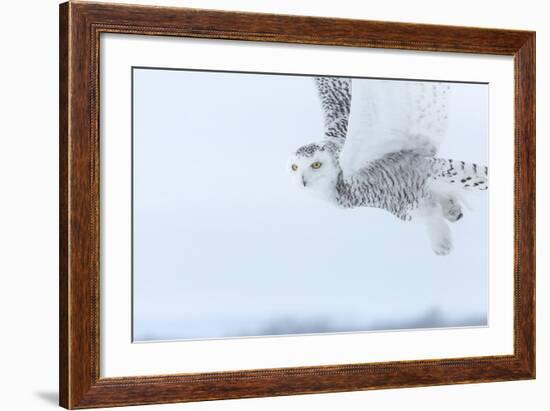 Canada, Ontario, Barrie. Close-Up of Snowy Owl in Flight-Jaynes Gallery-Framed Photographic Print