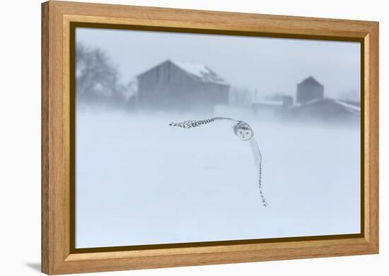 Canada, Ontario, Barrie. Snowy Owl in Flight-Jaynes Gallery-Framed Premier Image Canvas