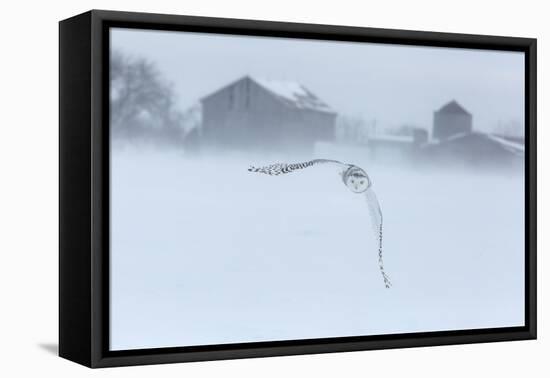 Canada, Ontario, Barrie. Snowy Owl in Flight-Jaynes Gallery-Framed Premier Image Canvas