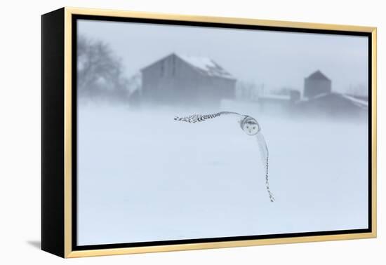 Canada, Ontario, Barrie. Snowy Owl in Flight-Jaynes Gallery-Framed Premier Image Canvas