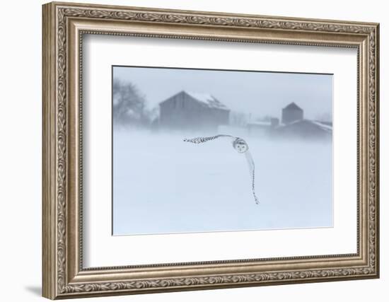 Canada, Ontario, Barrie. Snowy Owl in Flight-Jaynes Gallery-Framed Photographic Print