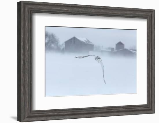 Canada, Ontario, Barrie. Snowy Owl in Flight-Jaynes Gallery-Framed Photographic Print