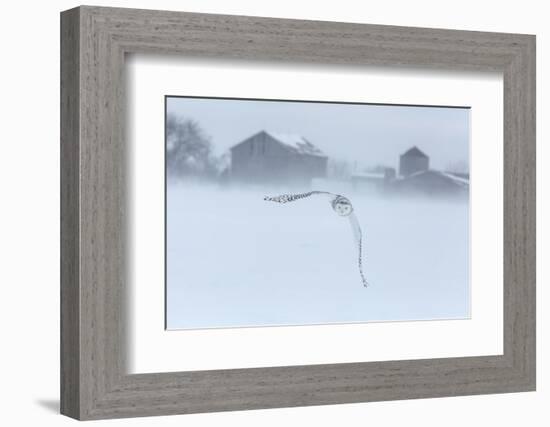 Canada, Ontario, Barrie. Snowy Owl in Flight-Jaynes Gallery-Framed Photographic Print