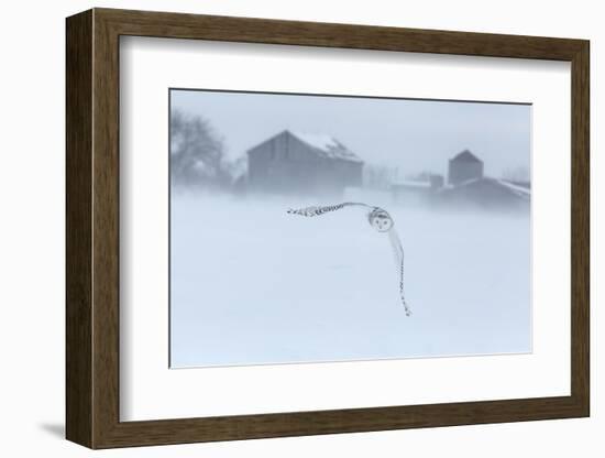 Canada, Ontario, Barrie. Snowy Owl in Flight-Jaynes Gallery-Framed Photographic Print