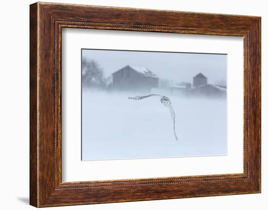 Canada, Ontario, Barrie. Snowy Owl in Flight-Jaynes Gallery-Framed Photographic Print