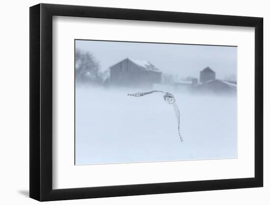 Canada, Ontario, Barrie. Snowy Owl in Flight-Jaynes Gallery-Framed Photographic Print