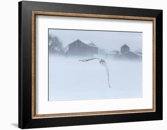 Canada, Ontario, Barrie. Snowy Owl in Flight-Jaynes Gallery-Framed Photographic Print