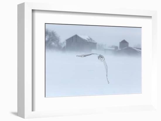 Canada, Ontario, Barrie. Snowy Owl in Flight-Jaynes Gallery-Framed Photographic Print