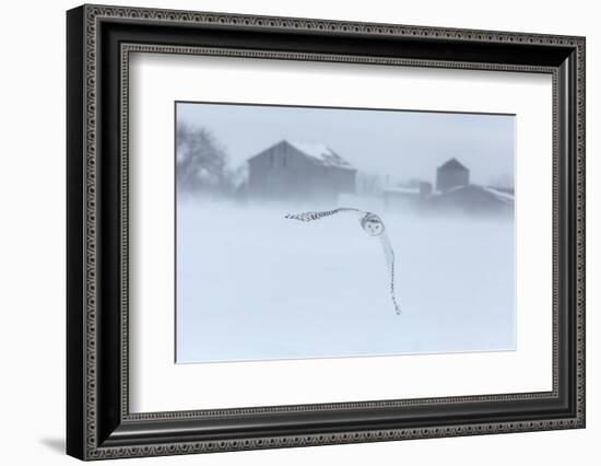 Canada, Ontario, Barrie. Snowy Owl in Flight-Jaynes Gallery-Framed Photographic Print