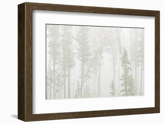 Canada, Ontario, Ear Falls. Forest in fog.-Jaynes Gallery-Framed Photographic Print