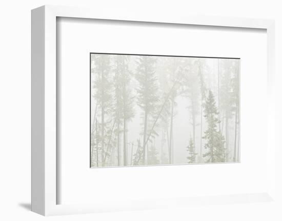 Canada, Ontario, Ear Falls. Forest in fog.-Jaynes Gallery-Framed Photographic Print