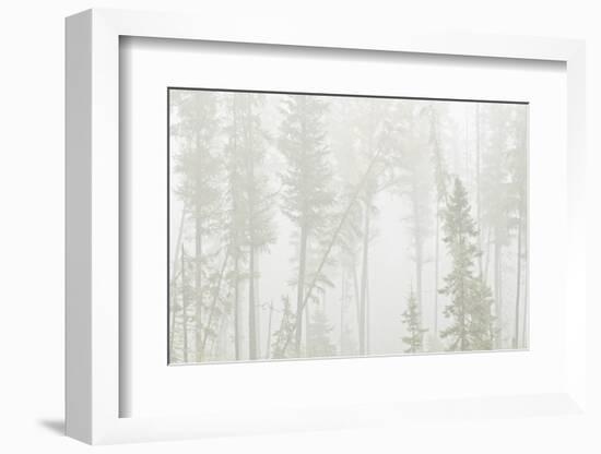 Canada, Ontario, Ear Falls. Forest in fog.-Jaynes Gallery-Framed Photographic Print