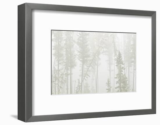 Canada, Ontario, Ear Falls. Forest in fog.-Jaynes Gallery-Framed Photographic Print