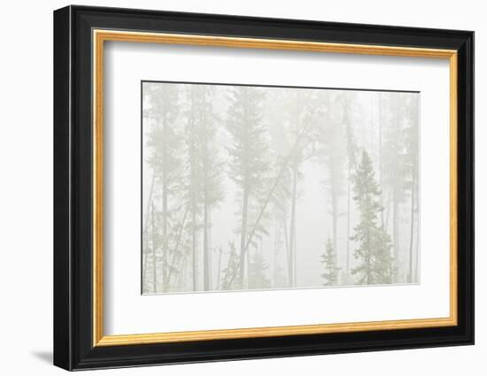 Canada, Ontario, Ear Falls. Forest in fog.-Jaynes Gallery-Framed Photographic Print