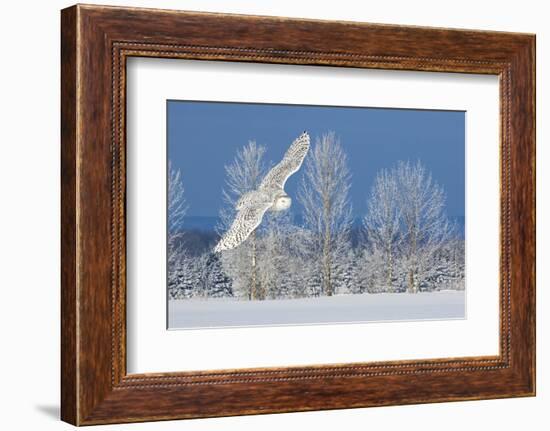 Canada, Ontario. Female snowy owl in flight.-Jaynes Gallery-Framed Photographic Print