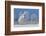 Canada, Ontario. Female snowy owl in flight.-Jaynes Gallery-Framed Photographic Print