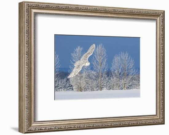 Canada, Ontario. Female snowy owl in flight.-Jaynes Gallery-Framed Photographic Print