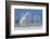 Canada, Ontario. Female snowy owl in flight.-Jaynes Gallery-Framed Photographic Print