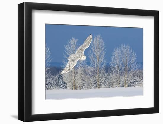 Canada, Ontario. Female snowy owl in flight.-Jaynes Gallery-Framed Photographic Print