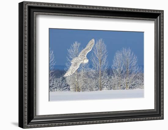 Canada, Ontario. Female snowy owl in flight.-Jaynes Gallery-Framed Photographic Print