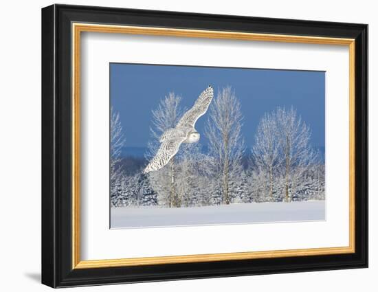 Canada, Ontario. Female snowy owl in flight.-Jaynes Gallery-Framed Photographic Print