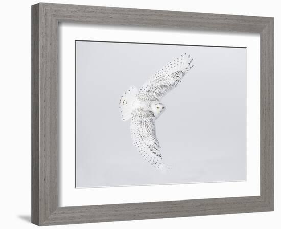 Canada, Ontario. Female snowy owl in flight.-Jaynes Gallery-Framed Photographic Print