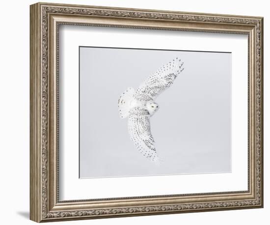 Canada, Ontario. Female snowy owl in flight.-Jaynes Gallery-Framed Photographic Print