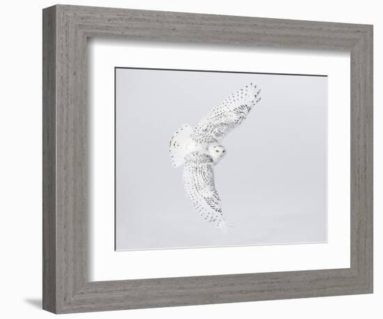 Canada, Ontario. Female snowy owl in flight.-Jaynes Gallery-Framed Photographic Print