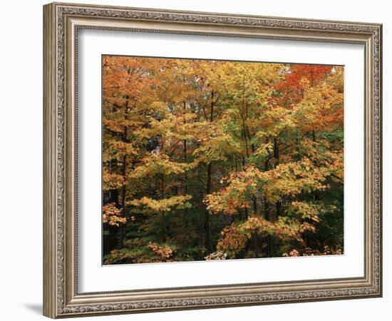 Canada, Ontario, Gravenhurst, Forest in Autumn-Mike Grandmaison-Framed Photographic Print