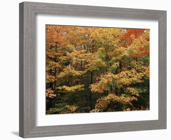 Canada, Ontario, Gravenhurst, Forest in Autumn-Mike Grandmaison-Framed Photographic Print