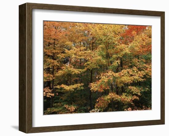 Canada, Ontario, Gravenhurst, Forest in Autumn-Mike Grandmaison-Framed Photographic Print